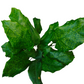 Calathea Musaica Live Plant