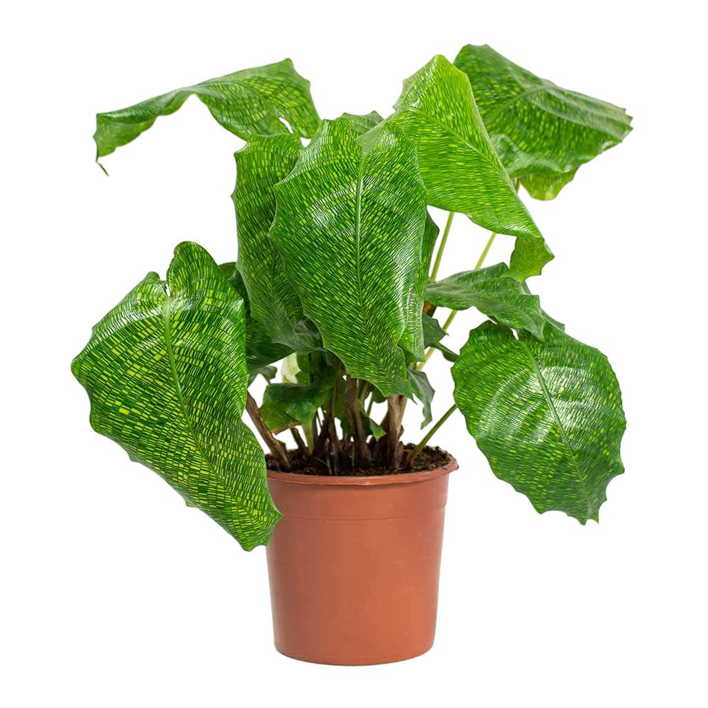 Calathea Musaica Live Plant