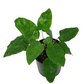Calathea Musaica Live Plant