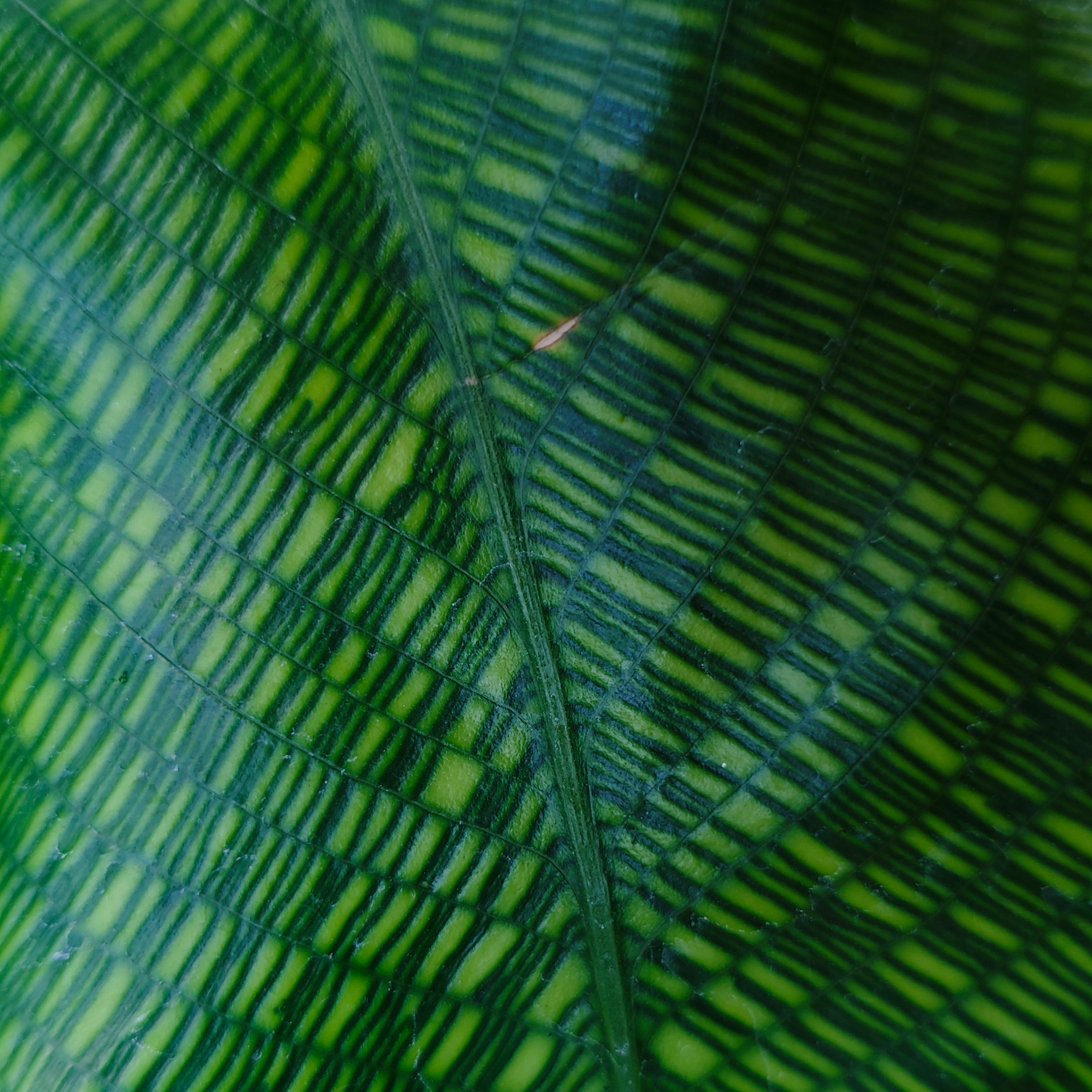 Calathea Musaica Live Plant