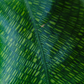 Calathea Musaica Live Plant