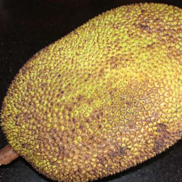 Cambodian Honey Jack Live Plants