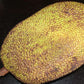 Cambodian Honey Jack Live Plants