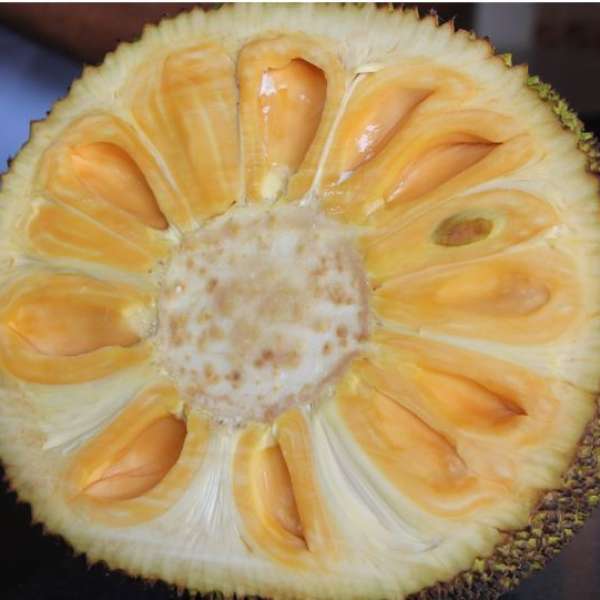 Cambodian Honey Jack Live Plants