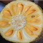 Cambodian Honey Jack Live Plants