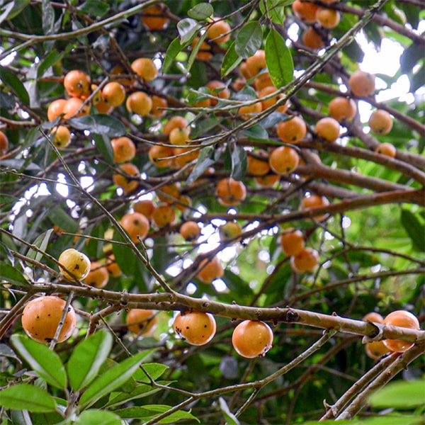 Cambuca Fruit Fruit Plants ( Plinia Edulis )