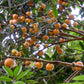 Cambuca Fruit Fruit Plants ( Plinia Edulis )