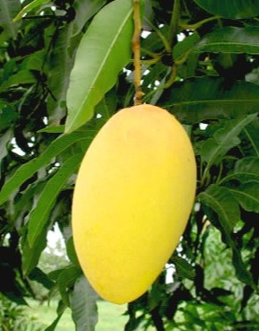 Carabao Mango Live Plant