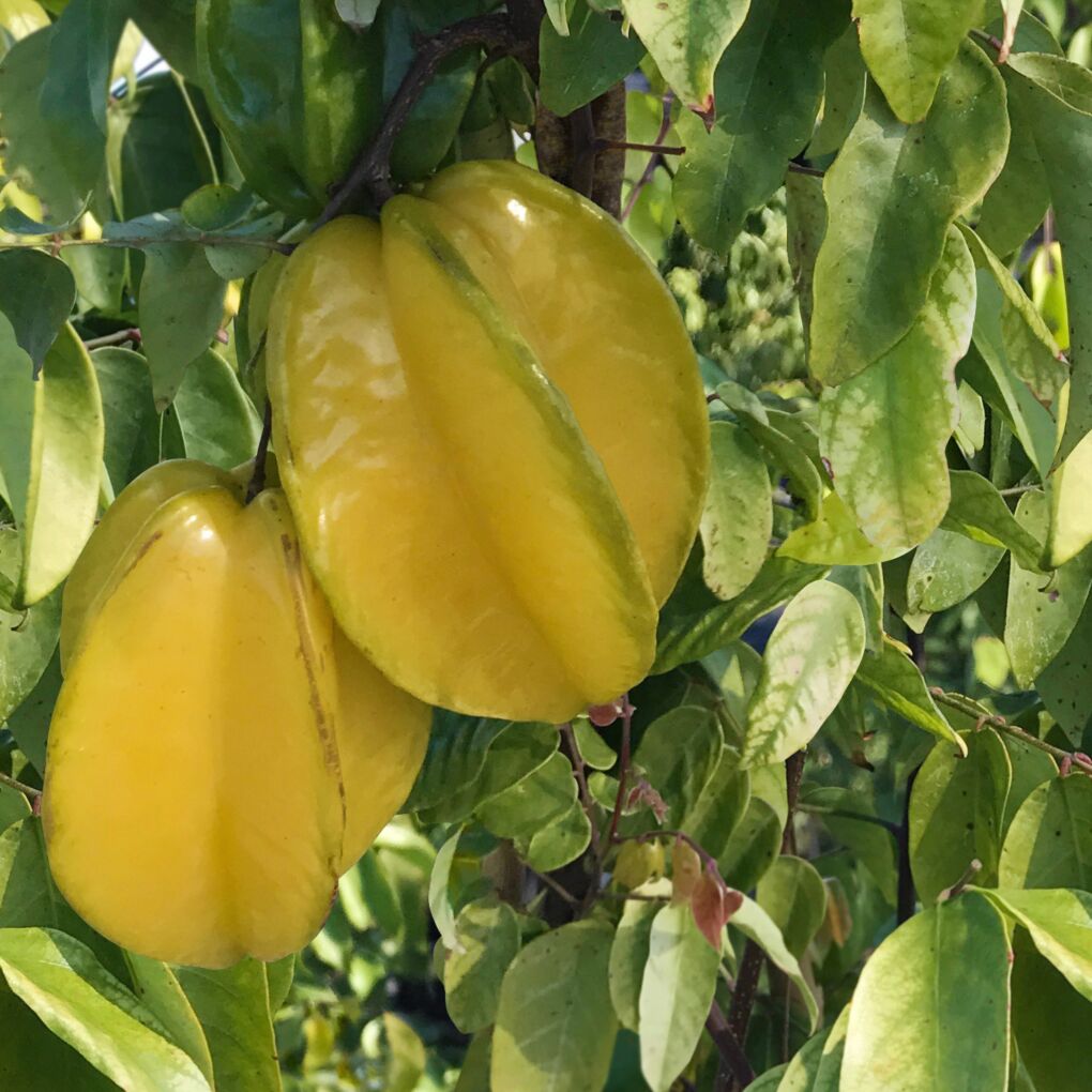 Star Fruit ‘Arkin’ Live Plant (Averrhoa carambola hybrid)