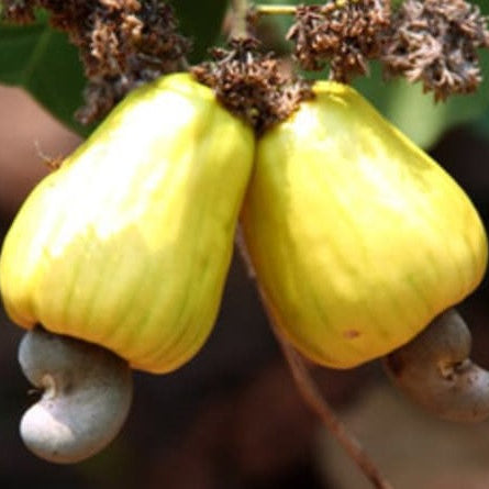 Cashewnut Fruit Plants (Anacardium Occidentale)