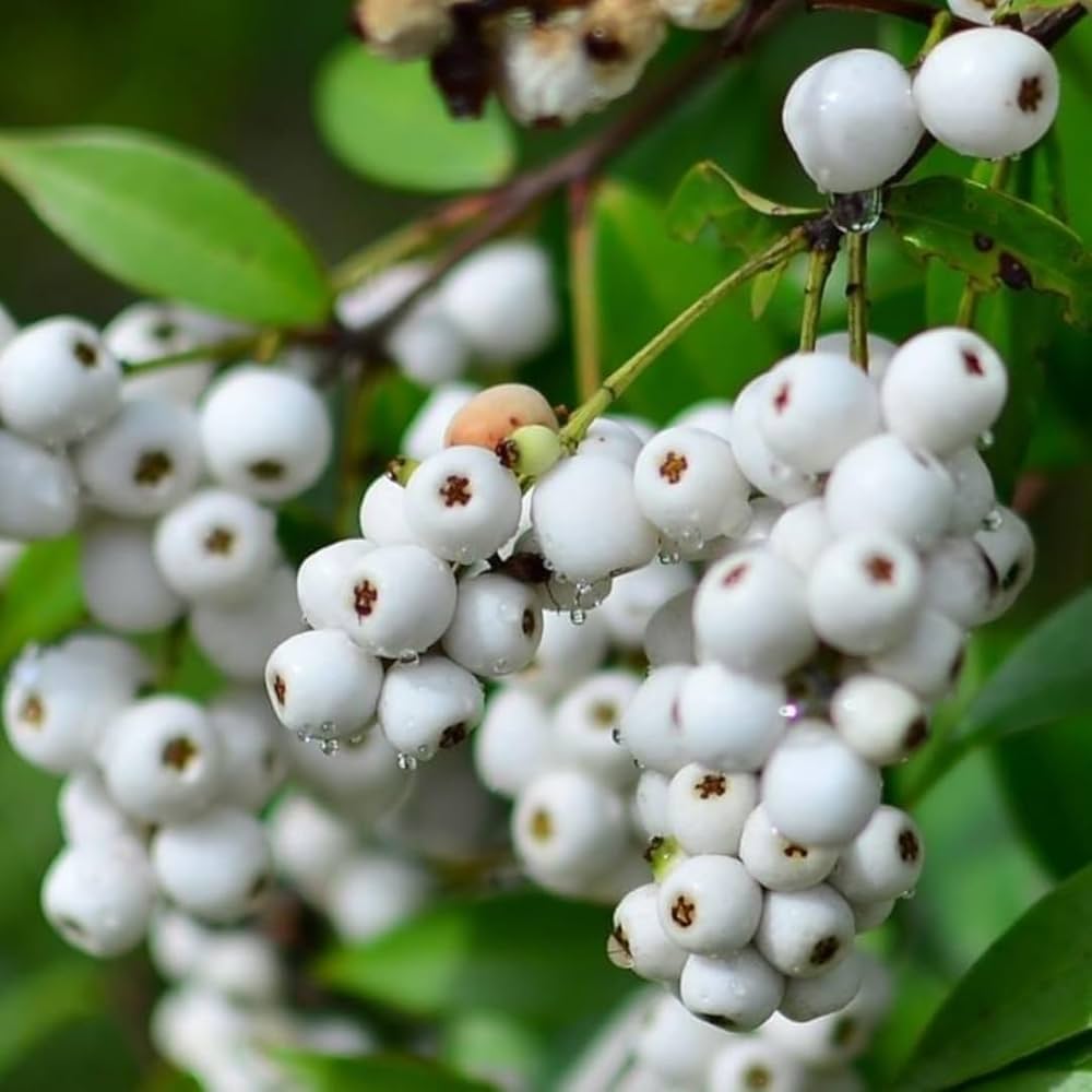 Cat Eye Fruit Plants (Syzygium Zeylanicum)