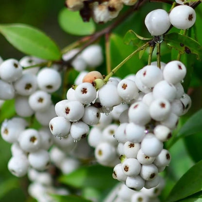 Cat Eye Fruit Plants (Syzygium Zeylanicum)