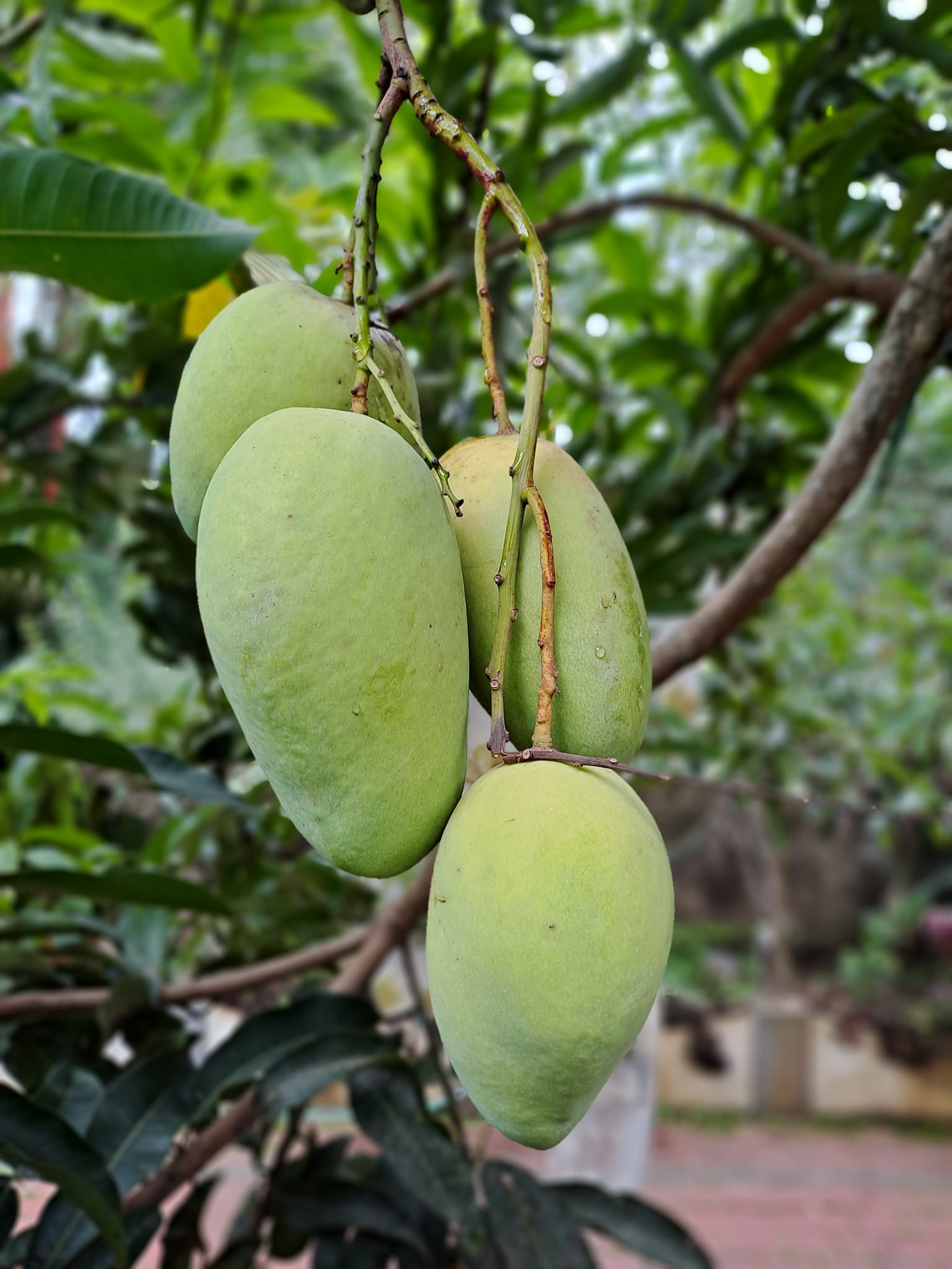 Catimon Tree Catimon Mango (Katimon Mango) Live Plant – veliyathgardens