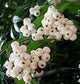 Cat Eye Fruit Plants (Syzygium Zeylanicum)