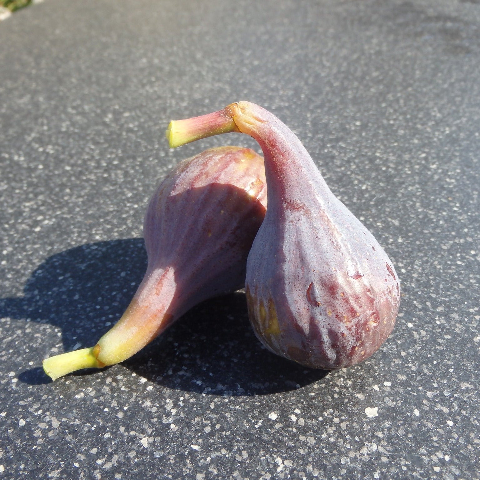 Celeste Fig Fruit Plant (Ficus carica 'Celeste")