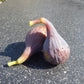 Celeste Fig Fruit Plant (Ficus carica 'Celeste")