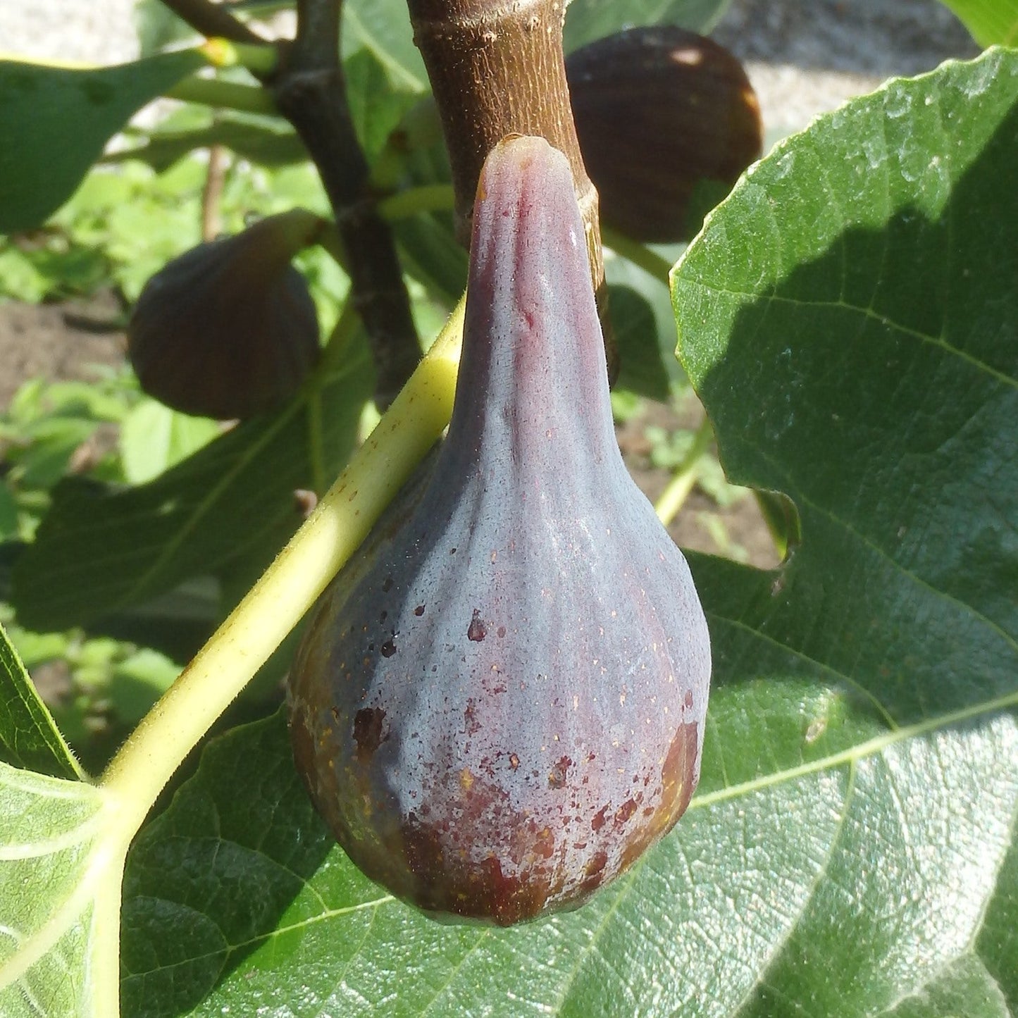 Celeste Fig Fruit Plant (Ficus carica 'Celeste")