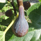 Celeste Fig Fruit Plant (Ficus carica 'Celeste")