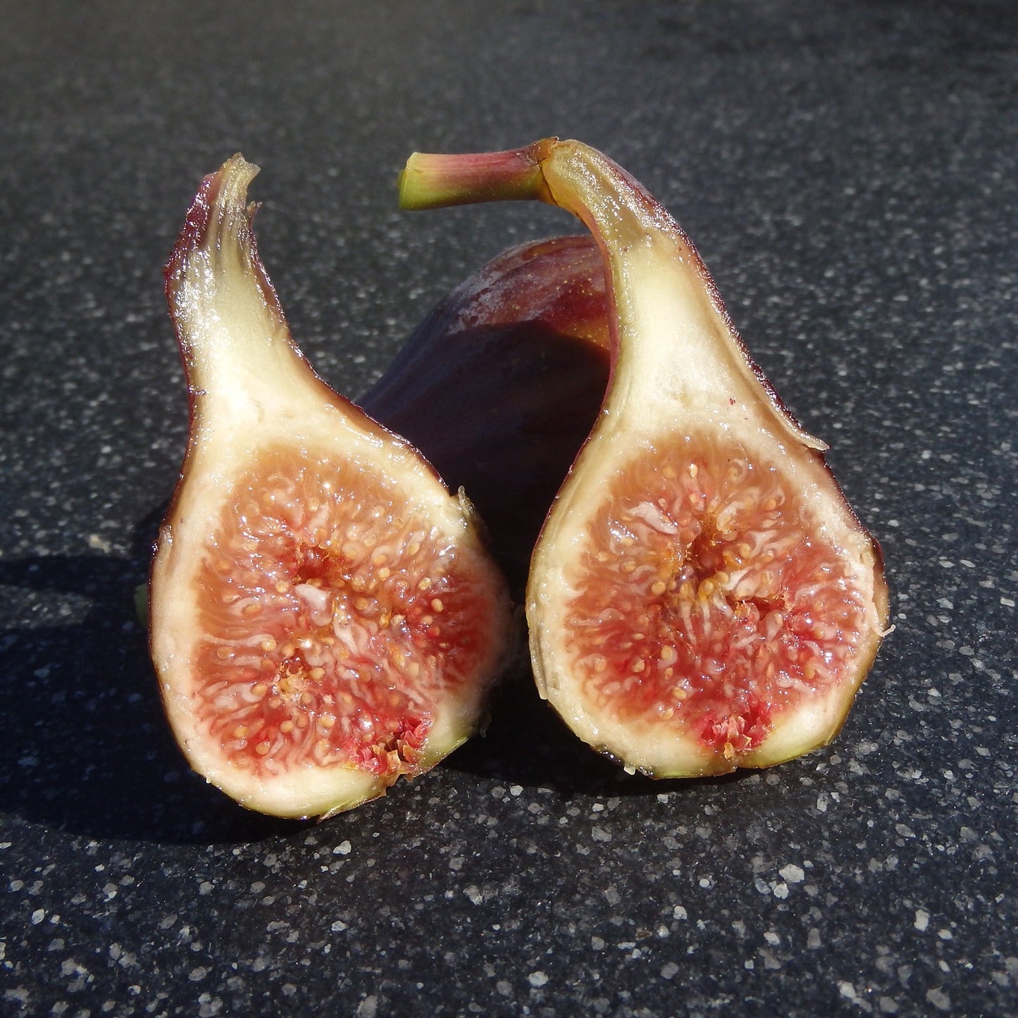 Celeste Fig Fruit Plant (Ficus carica 'Celeste")