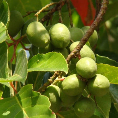 Ceylon Olive Live Plant (Elaeocarpus Serratus)