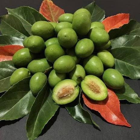 Ceylon Olive Live Plant (Elaeocarpus Serratus)