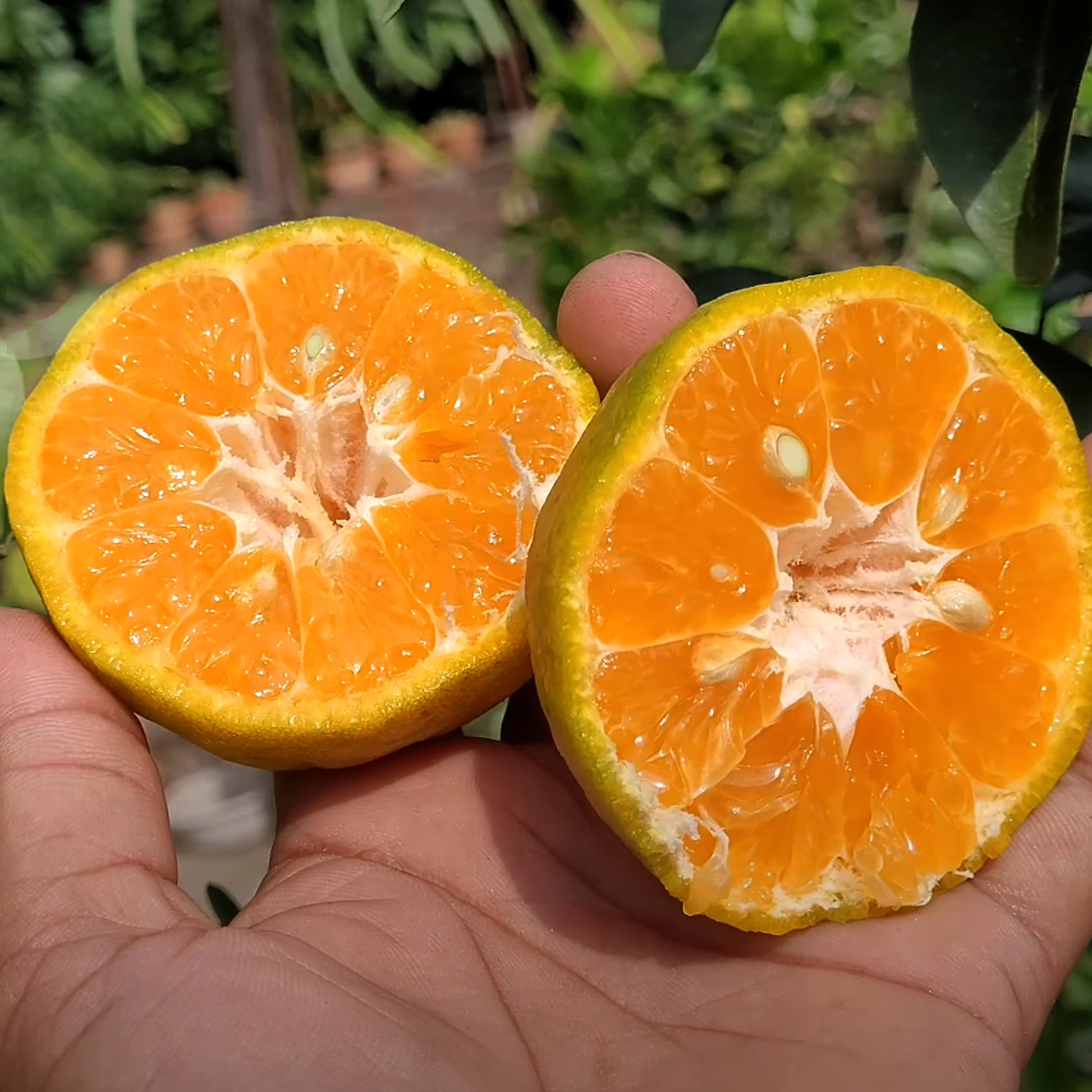 Chatoki Orange Live Plant