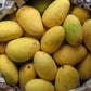 Chaunsa Mango Fruit Plant (Mangifera 'Chaunsa')