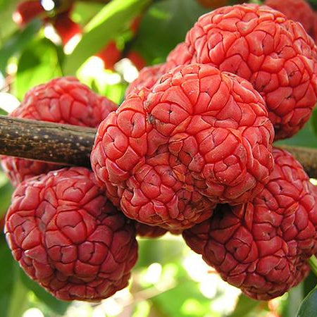 Che Fruit Plant (Maclura tricuspidate)