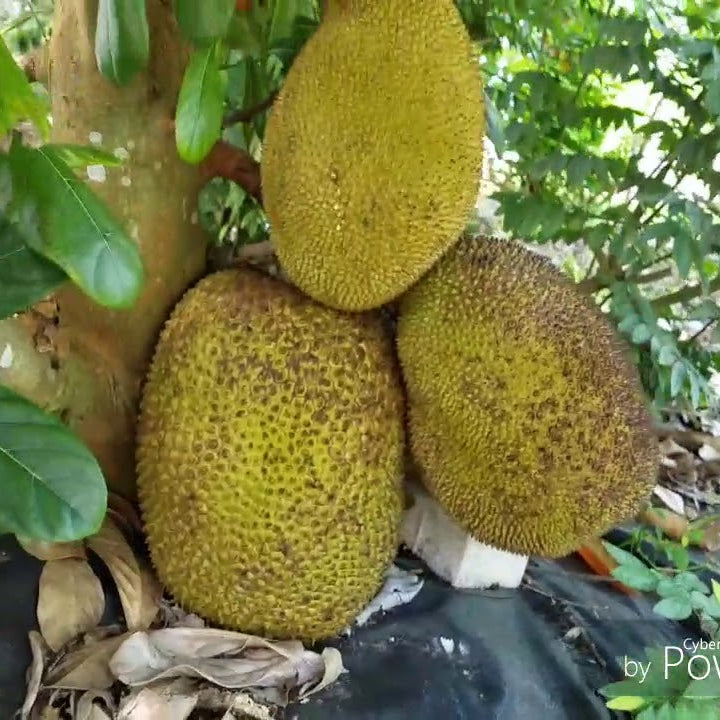 Cheena Chempedak Live Plants – veliyathgardens