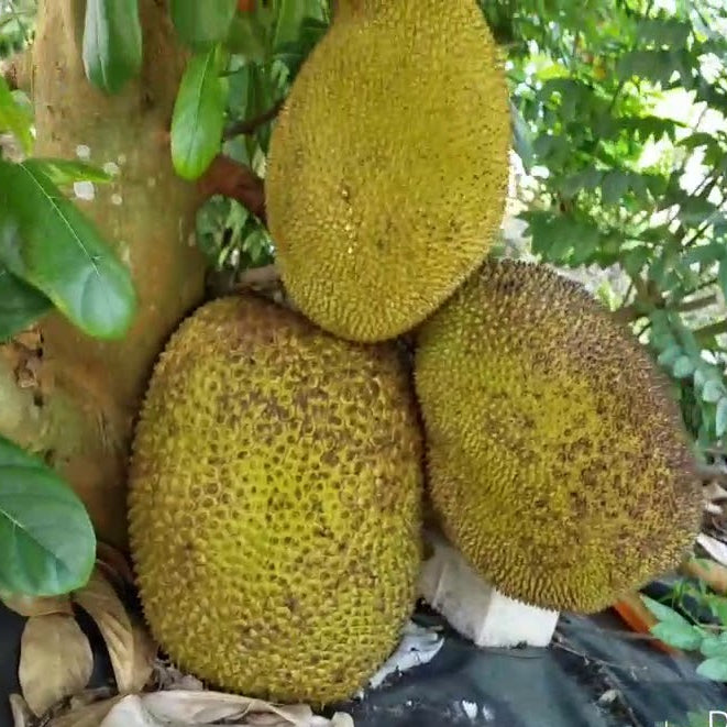 Cheena Chempedak Live Plants
