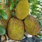 Cheena Chempedak Live Plants