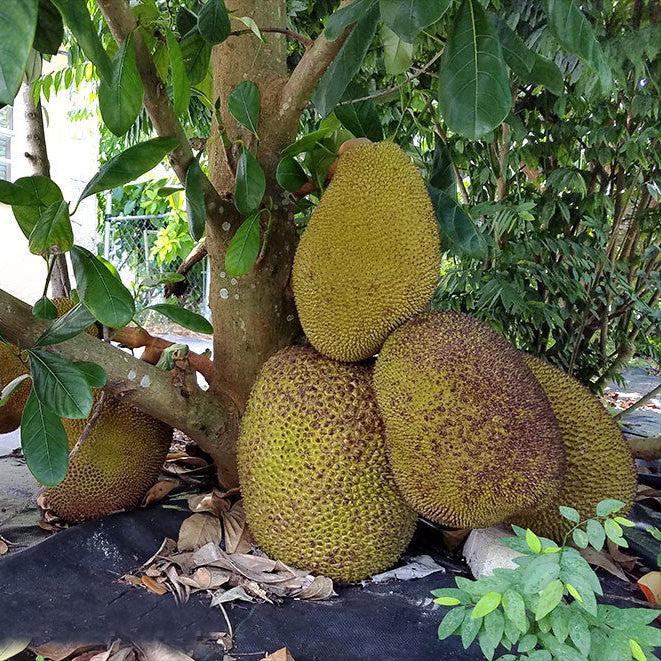 Cheena Chempedak Live Plants