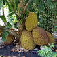 Cheena Chempedak Live Plants