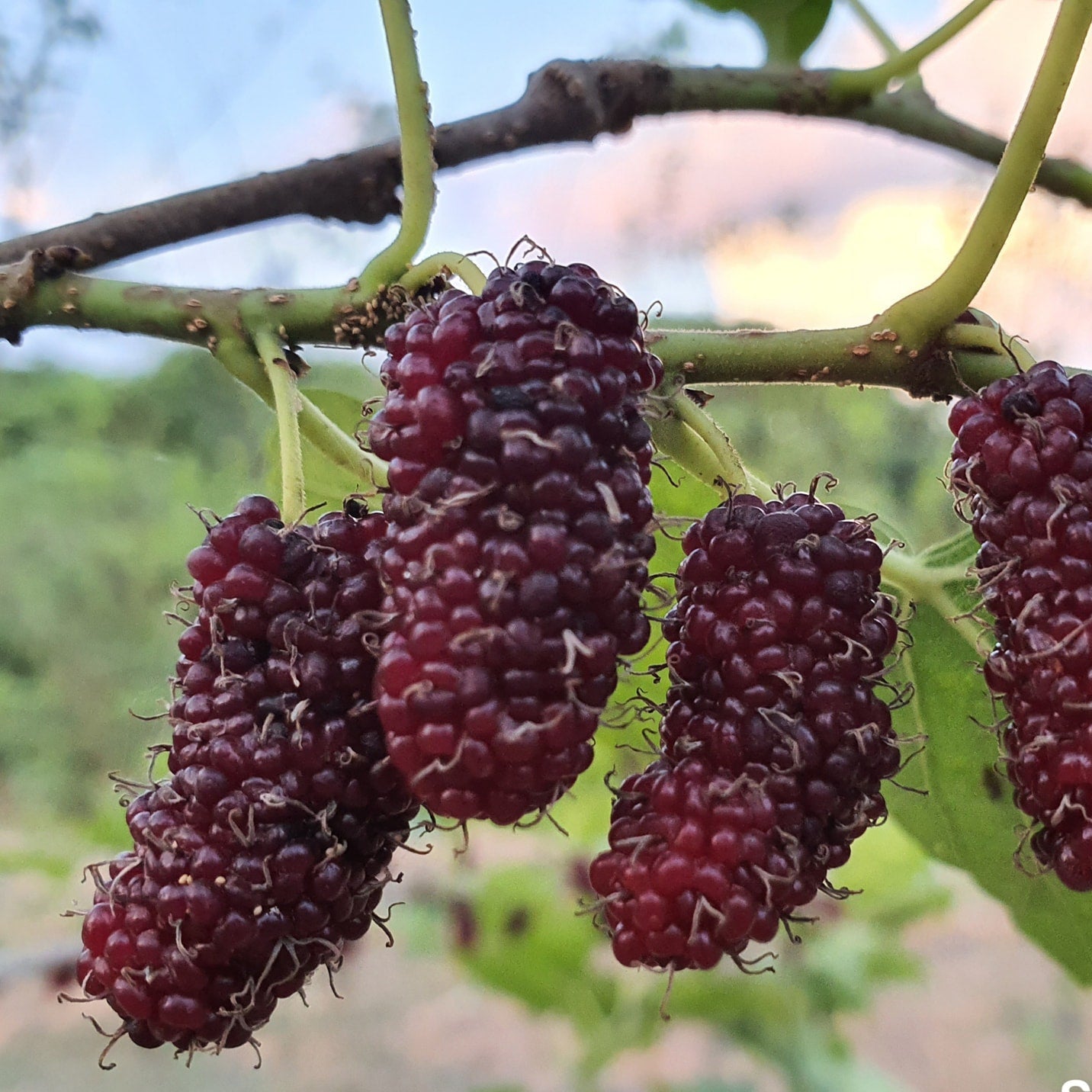Chiang Mai 60 Mulberry LIve Plant (Morus spp)