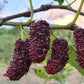 Chiang Mai 60 Mulberry LIve Plant (Morus spp)