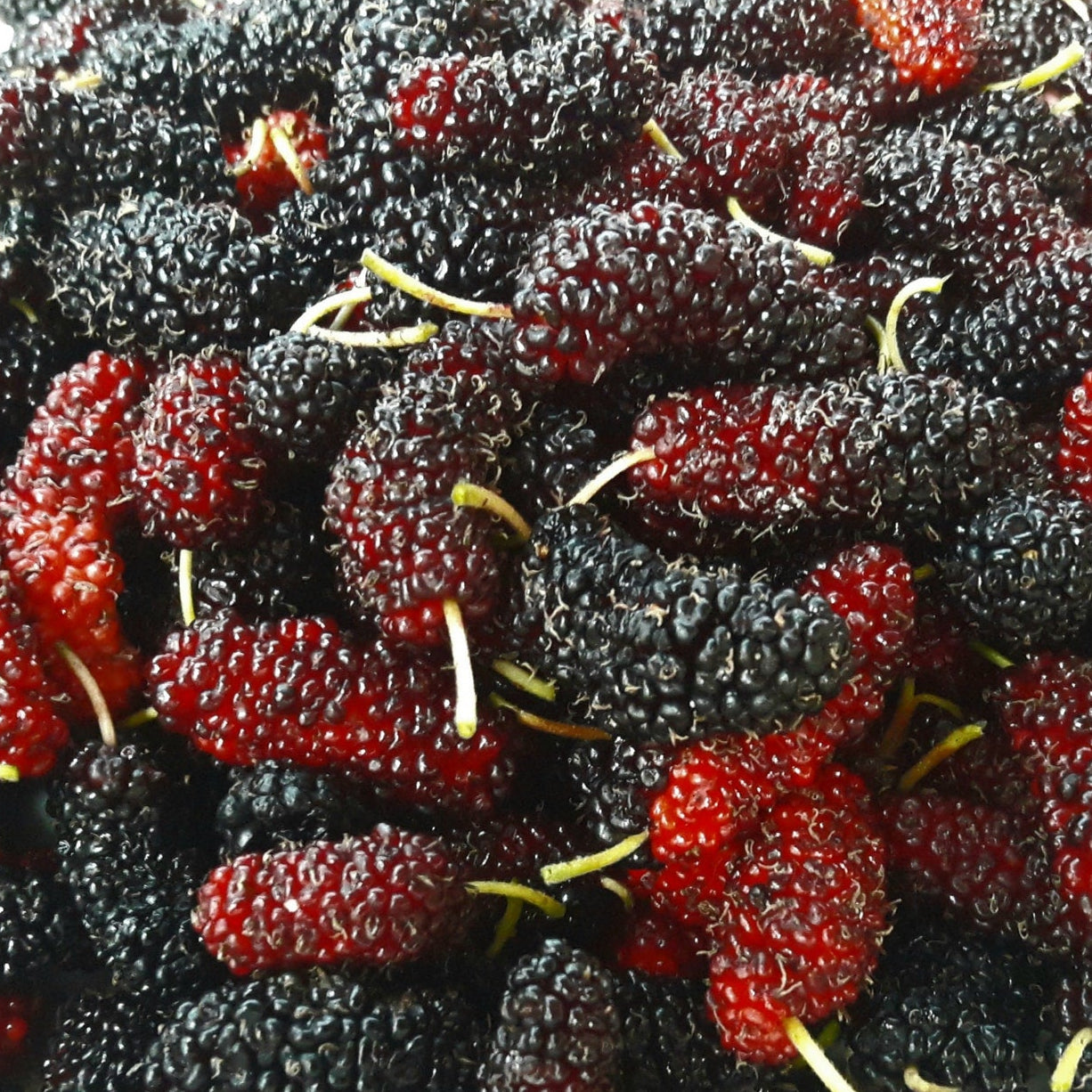 Chiang Mai 60 Mulberry LIve Plant (Morus spp)