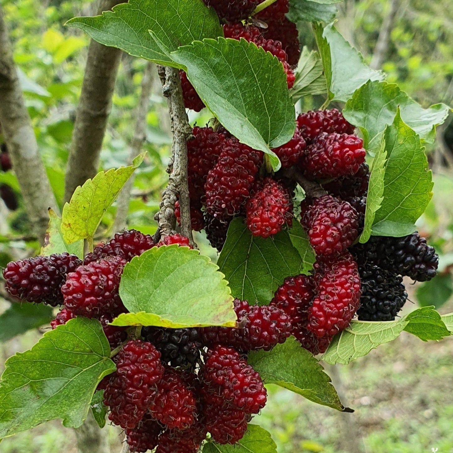 Chiang Mai 60 Mulberry LIve Plant (Morus spp)