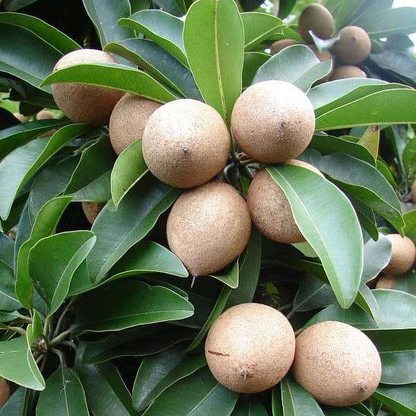 Chikku Sapote Fruit Plant ( Manilkara Zapota)