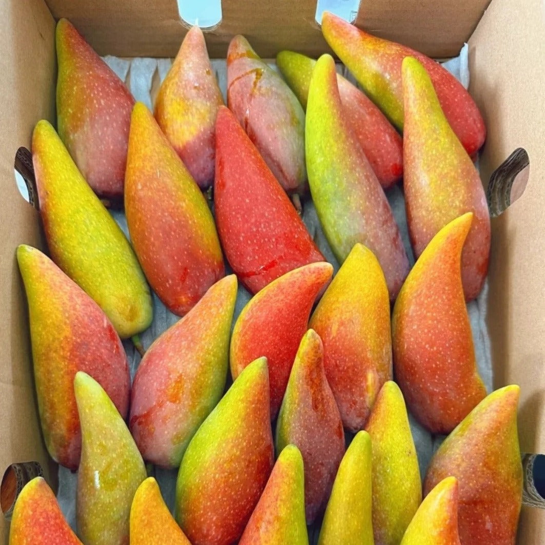 Chilly Mango Live Plant (Mangifera indica)