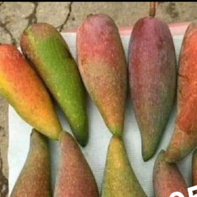Chilly Mango Live Plant (Mangifera indica)
