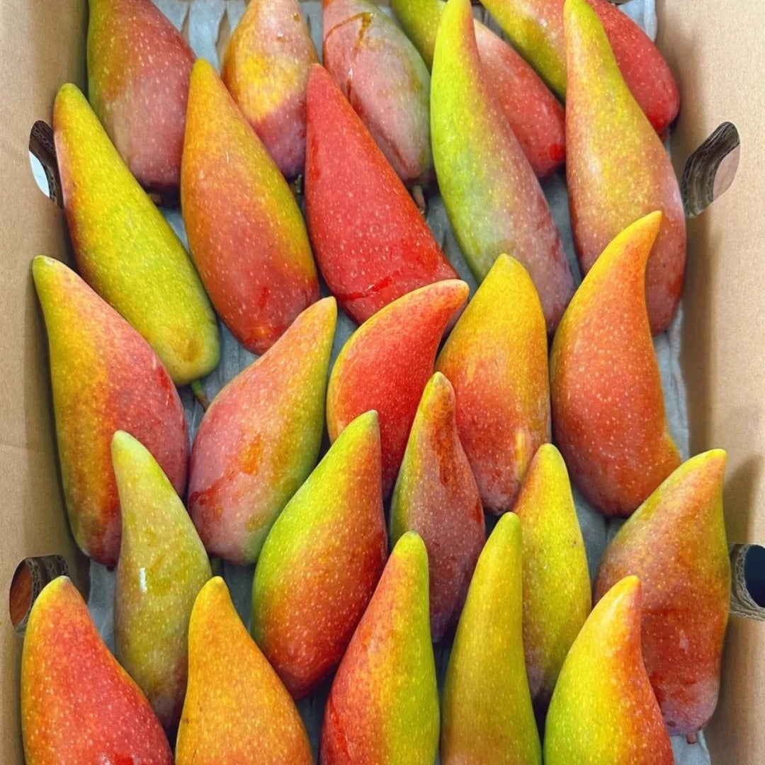 Chilly Mango Live Plant (Mangifera indica)
