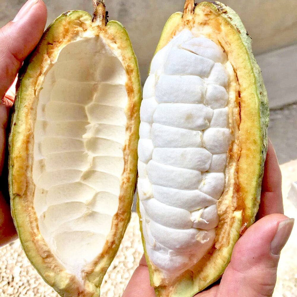 Cocoa Fruit Plants (Theobroma Cacao)