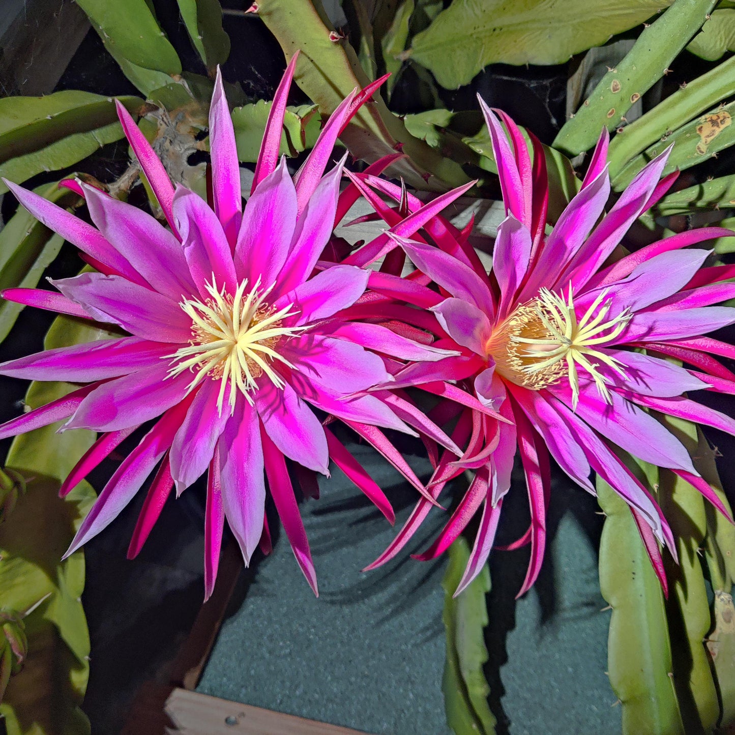 Connie Mayer Dragon Fruit Cuttings