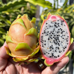 Connie Mayer Dragon Fruit Cuttings