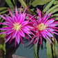 Connie Mayer Dragon Fruit Cuttings