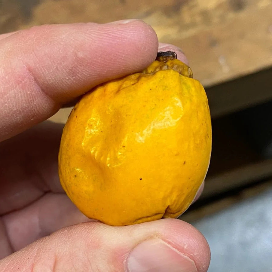 Cuban Mangosteen Fruit Plant (Garcinia Aristata)