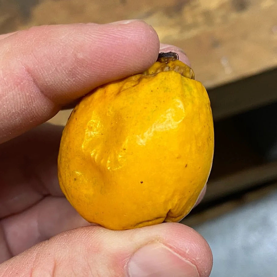 Cuban Mangosteen Fruit Plant (Garcinia Aristata)
