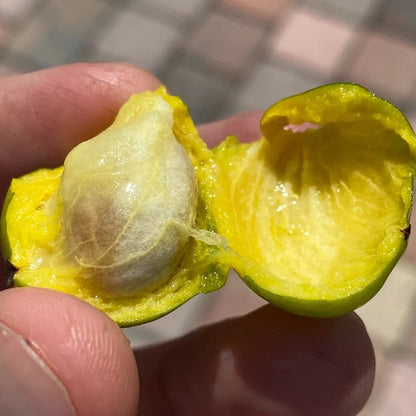 Cuban Mangosteen Fruit Plant (Garcinia Aristata)