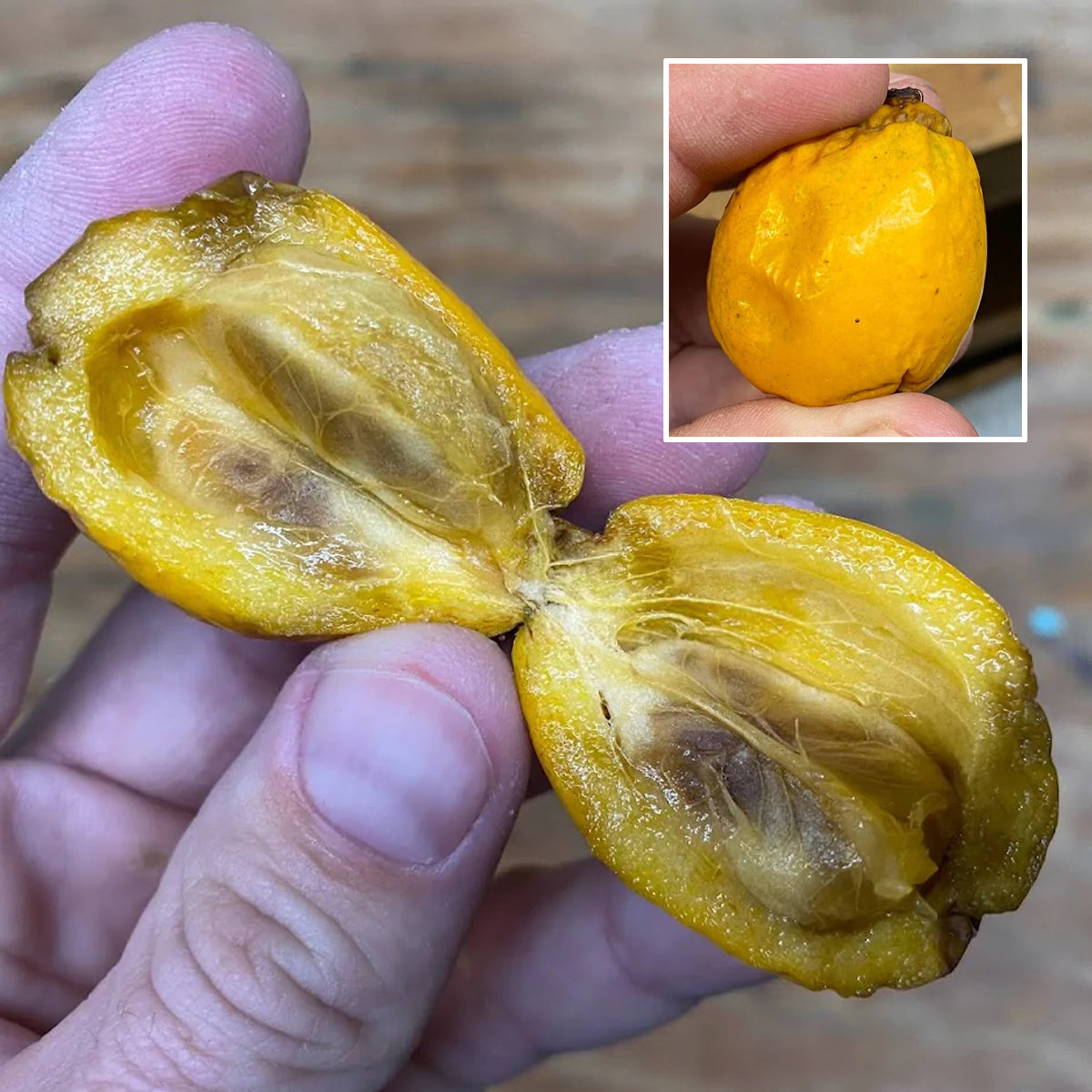 Cuban Mangosteen Fruit Plant (Garcinia Aristata)