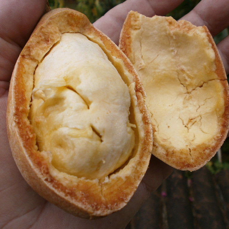 Cupui Fruit Plants (Theobroma Subincanum)